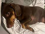 My dachshund George almost died after eating dead mice the council poisoned… then left to rot