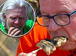 I’m A Celeb star Jimmy Bullard beats his ‘old gaffer’ Harry Redknapp in ‘worst ever’ eating challenge after gagging on pig anus, wild boar penis and rotten tofu – and fans are stunned by the huge portions