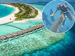Why shark attacks are on the rise as holidaymaker fights for his life after Maldives horror bite – as experts blame influencers