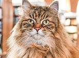 Meet the ‘famous’ Oxford University cat that keeps students company in the library… and travels to campus on a bus every day