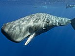 Sperm whale ‘language’ is just like human speech, scientists say