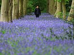 Britain’s bluebells bloom unusually early thanks to wetter weather and mild conditions