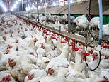 Government ‘prepare for potential bird flu outbreak’ as they invest millions into vaccine trials