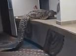 Moment enormous crocodile crawls into luxury hotel and leaps over kitchen counter in Zimbabwe