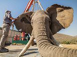 How an elephant named Tswale has been welcomed into a wild herd after spending decades in captivity