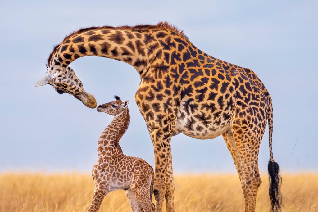 Majestic giraffes pictured in new book to raise funds for wildlife protection