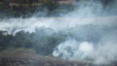 Global forest loss slows but El Niño fires could threaten progress