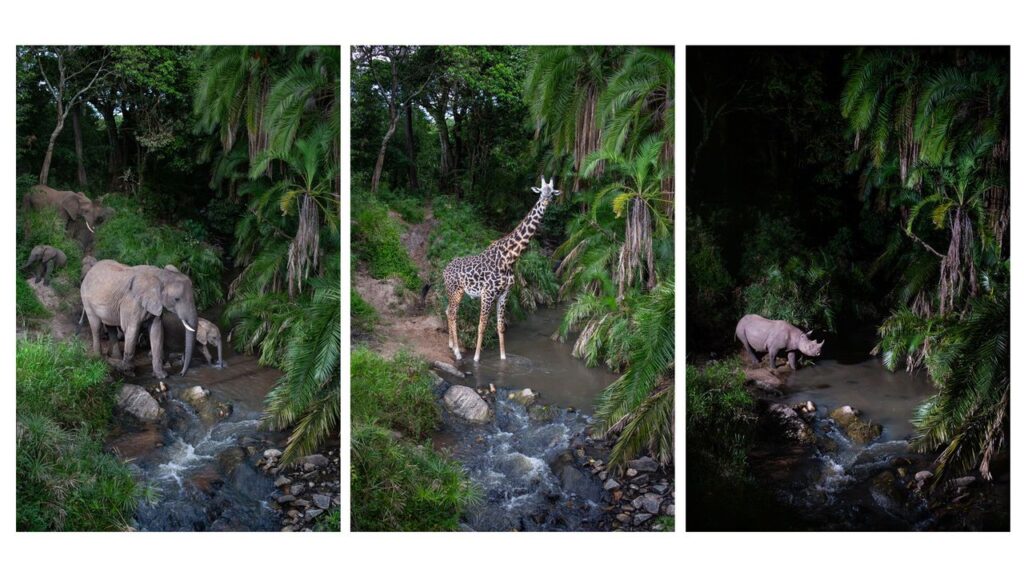 ‘For nocturnal creatures, there’s nothing better than camera traps’ — how an award-winning wildlife photographer used old secondhand DSLRs and custom camera traps to make discoveries that ‘stunned’ Kenya’s Masai Mara rangers