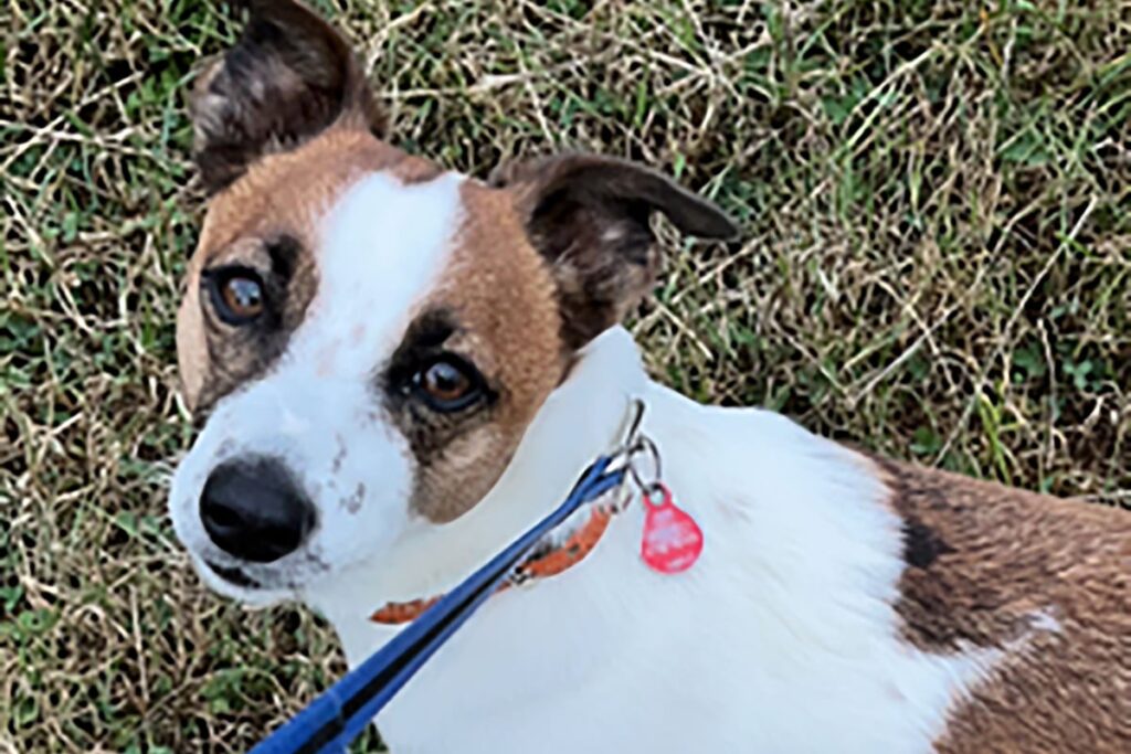 Four dogs stolen every day across UK last year, police figures suggest