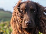‘Welcome to the family, Otto!’: Kate and Prince William introduce fans to their Cocker Spaniel with a new photo taken by the Princess as he turns one today