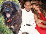 Chris Brown trying to block Rihanna assault and dog bite photos from being brought up in housekeeper lawsuit