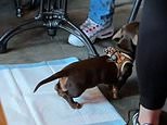 Video of dog on puppy training pad inside Gordon Ramsay restaurant sparks heated online debate