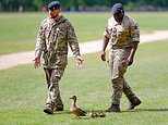 Long live the wings! Soldier ushers ducks away from line of fire as gun salute marks three years since King Charles’s coronation