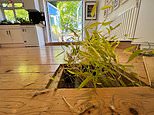 It can be as invasive as knotweed, wreck your neighbour’s garden and even grow through your walls – so, why won’t middle-class homeowners, inspired by trips to Japan, stop planting bamboo?