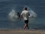 Vile Hawaii tourist outrages island with shocking act of cruelty towards protected monk seal