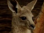 Princes George and Louis and Princess Charlotte help Robert Irwin name Australia Zoo’s newest kangaroo – and she has a sweet connection to Wales