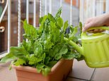In full bloom! Turning your balcony into a mini garden could improve your health