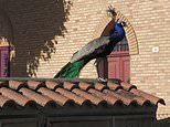 Dozens of wild peacocks ‘looking for love’ invade Italian seaside village – damaging cars, causing traffic chaos and keeping locals up at night