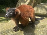 Happy Birthday Shelly! One of the world’s oldest critically endangered lemurs turns 30