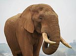 Now that’s a jumbo operation! Huge male elephant in Kent is SWAPPED with two cheeky youngsters in Bristol to balance out the herds