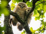 They don’t give a hoot! Owlets spotted snuggled up in tree as their mother hunts for food