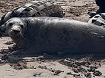Lone seal pup that was found lying outside a front door by a postman is released back into the wild