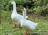 Heartbreak for villagers and Ryan Gosling as Gandalf the goose ‘is taken by low-lives’