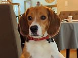 Adorable beagle howls for the first time after he and 1,500 other dogs were freed from Wisconsin scientific testing facility