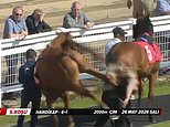 Terrifying moment British racehorse violently kicks out at female groom – before she was rushed to hospital
