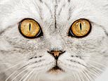 On the hunt for the cat killer terrifying a sleepy town: Mutilated felines in a 20ft piranha tank, horrified locals and a piece of evidence that raises sinister questions. FRED KELLY meets owners left distraught