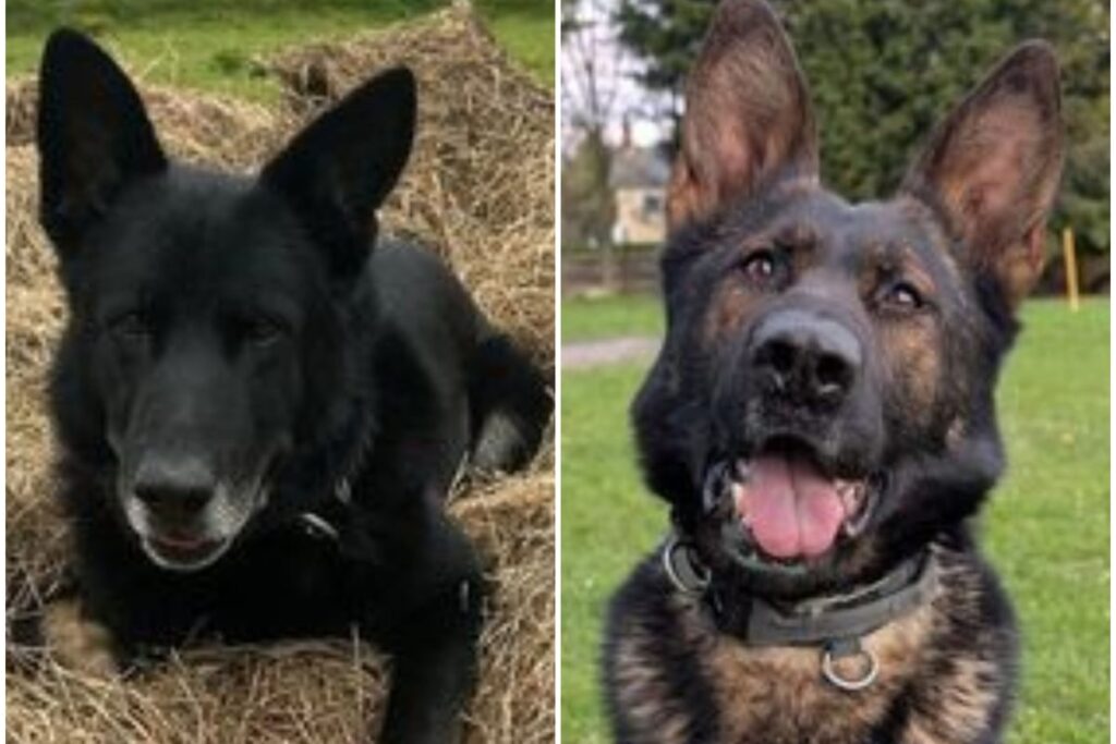 Appeal to help retired ‘superhero’ police dogs recover from injuries