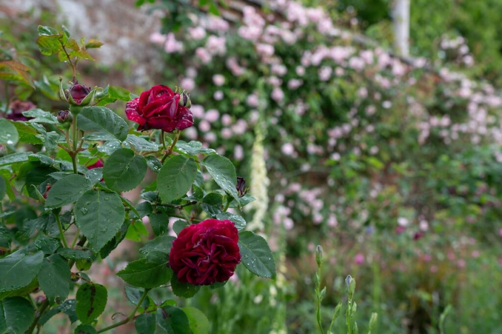 Roses bloom ‘weeks early’ as climate change upends flowering patterns