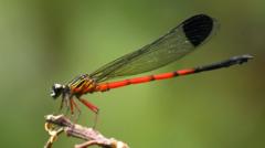 Dragonflies in distress: Scientists sound alarm in India’s ecological hotspot
