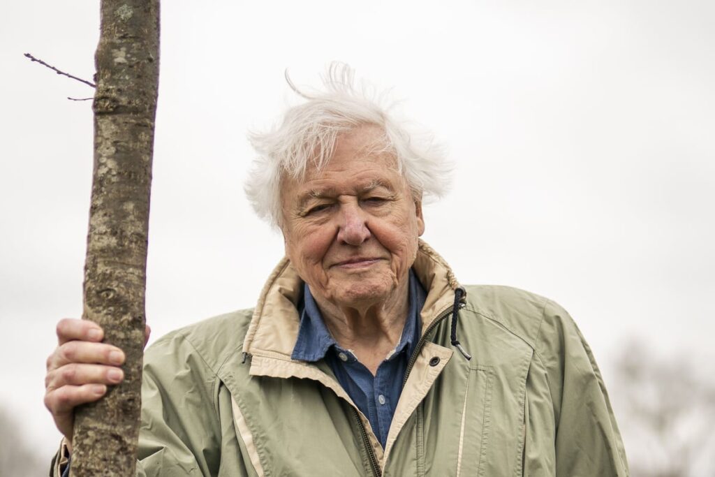 Prince of Wales celebrates David Attenborough’s ‘profound’ influence