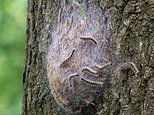 Brits warned to keep an eye out for toxic caterpillars that can harm humans and kill pets as they infest gardens and woodlands after heatwave