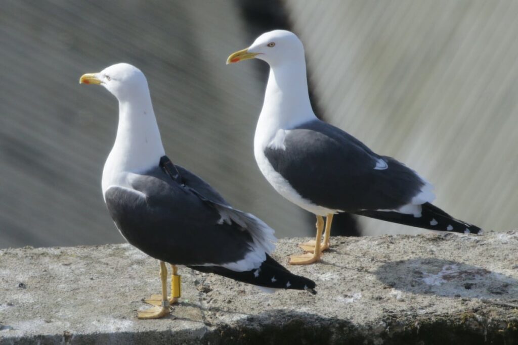TfL bird-snagging net is death trap and must be removed, say residents