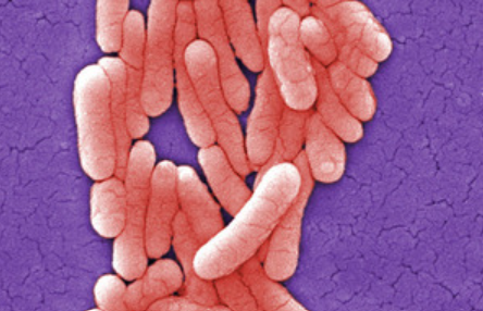 Salmonella alert for London: Cases of the food poisoning bacteria soar to a ‘record high’