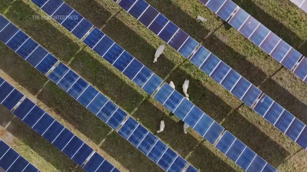 ‘Help cattle producers hold onto their land and livelihoods’: This first-of-its-kind solar ranch in Tennessee uses ingenious sensors to shelter cattle and cut carbon emissions — and it could help to offset $1 billion of US agriculture declines
