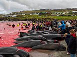 Sea turns red with blood as Faroe Islanders slaughter hundreds of pilot whales in traditional hunt, watched by huge crowd