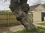 Century-old oak tree is saved from the axe – despite damaging home of woman who failed in bid to get rid of it