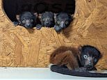 Quad almighty! Critically endangered lemur welcomes four healthy pups in boost for species