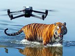 CHRISTOPHER STEVENS reviews Tiger Island: Astonishing drone footage shows tigers are not just ferocious killers