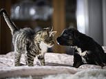 Dog tired? You’ll sleep better with man’s best friend… but a cat won’t help you nap