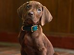 Scooby Doo NOT get a Great Dane: Vets raise concerns new trailer featuring a real puppy will lead to a surge in desire for the huge breed that’s prone to health risks