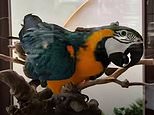 Luxury shisha bar agrees to hand over parrot after animal rights activists’ feathers were ruffled because bird was being kept in glass box