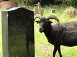 Flock of sheep brought in to tidy up graveyard are ‘ramming and headbutting’ mourners – but families are told the woolly creatures are ‘tame’ and should ‘stand still and clap your hands’ if they are bothering them