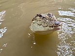 Boy, three, is thrown into crocodile enclosure at zoo: Man, 30, ‘not known to him’ arrested on suspicion of attempted murder