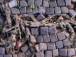 My neighbour’s tree roots are lifting up my drive: Can I get my insurer to pursue a claim against him?