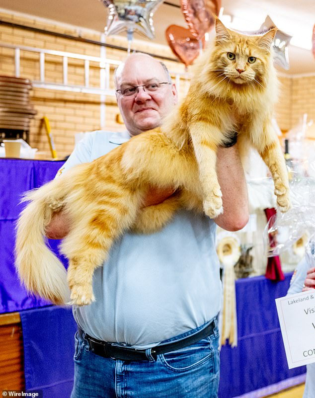 Logan-Blackstock, a red Maine Coon cat, is judged Visitors' Favourite Cat during the GCCF Lakeland Championship Cat Show