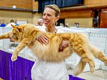 Feline lucky! Cat show star Logan makes a BIG impression at annual event